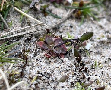 Erophila majuscula (1)