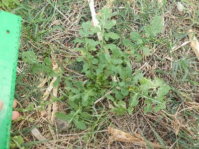 Eruca vesicaria (1)