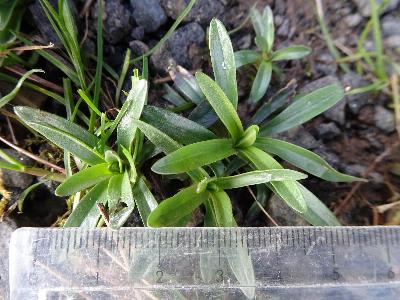 Dianthus armeria (1)