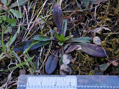 Dianthus armeria (2)