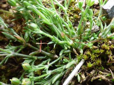 Sagina filicaulis