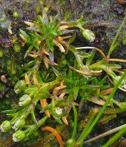 Sagina nivalis (1)
