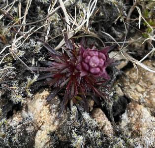 Silene suecica (1)