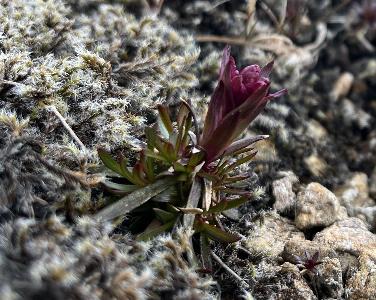 Silene suecica (2)