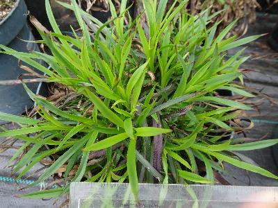 Silene viscaria (1)