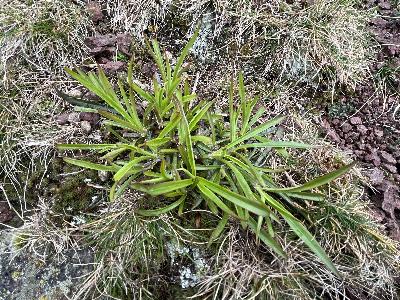 Silene viscaria (2)