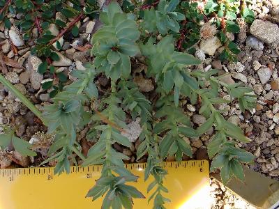 Rhodiola rosea