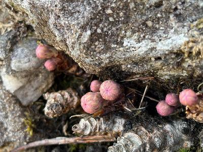 Rhodiola rosea (2)