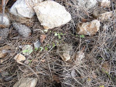Lathyrus aphaca (3)
