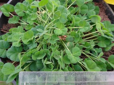 Trifolium incarnatum subsp molinarii