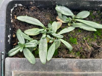 Gentiana pneumonanthe