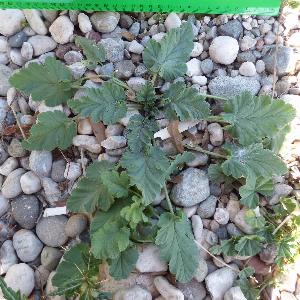 Erodium malacoides