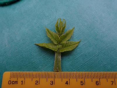 Juglans nigra