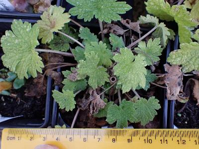 Leonurus cardiaca (1)