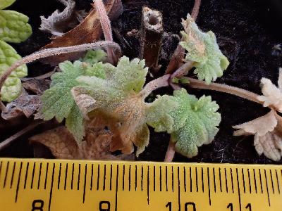 Leonurus cardiaca (2)