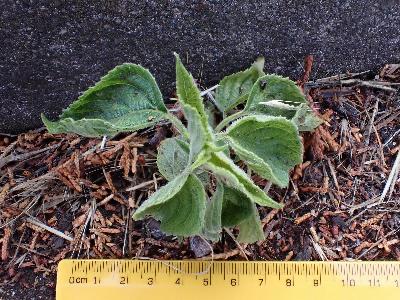 Salvia hispanica (1)