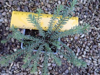 Linum perenne