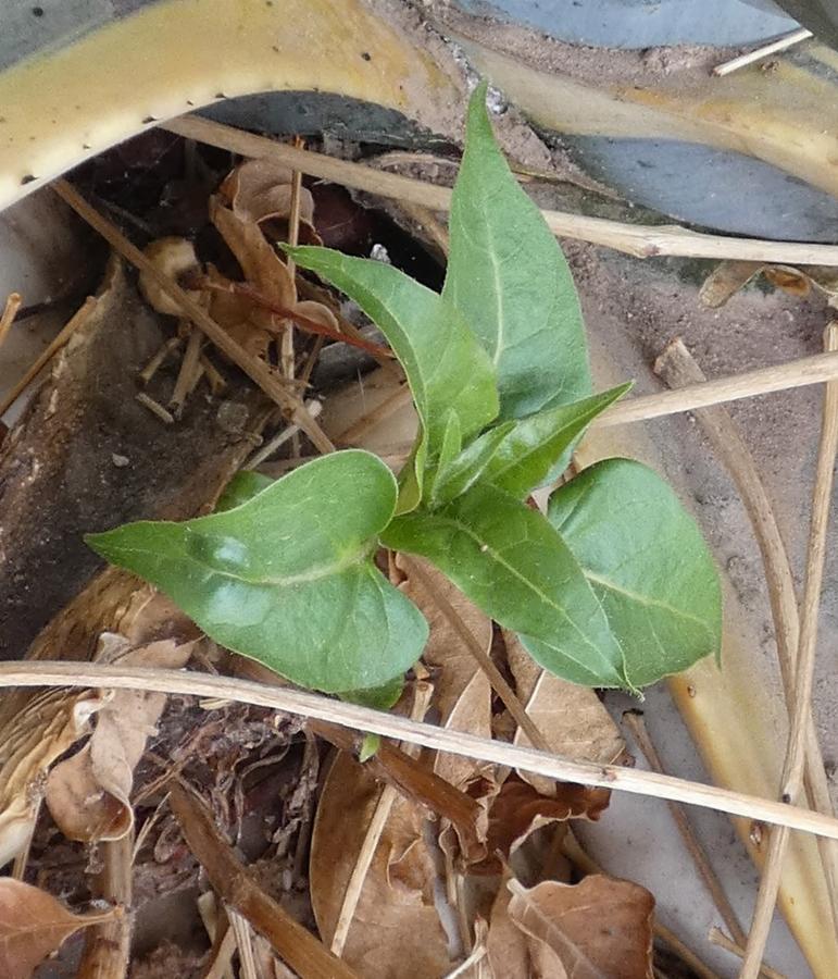Mirabilis jalapa (1) -  select me for a larger image