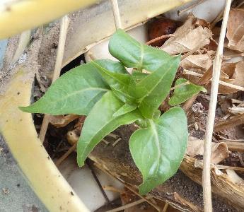Mirabilis jalapa (2)