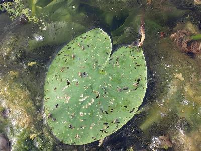 Nuphar lutea