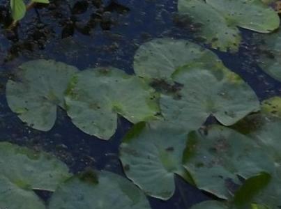 Nymphaea alba