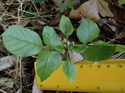 Fraxinus ornus