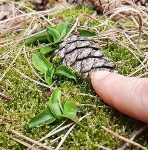 Goodyera repens (1)