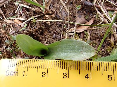 Ophrys insectifera (1)