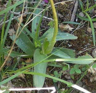 Orchis simia (1)