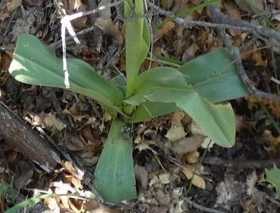 Orchis simia (2)