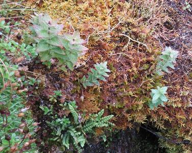 Bartsia alpina