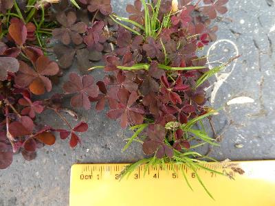 Oxalis corniculata var. atropurpurea