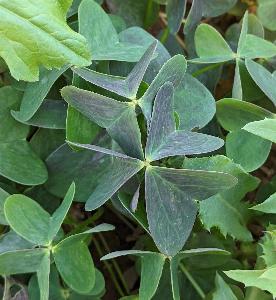 Oxalis latifolia