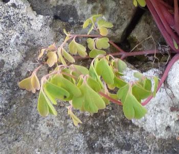 Pseudofumaria alba