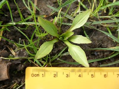 Plantago major ssp intermedia