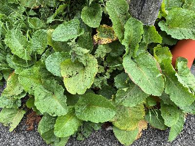 Rumex alpinus