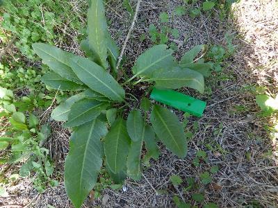 Rumex cristatus (1)