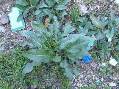 Rumex cristatus (2)