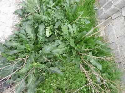 Rumex cristatus (3)