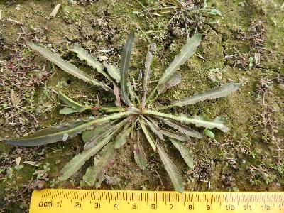 Rumex maritimus (1)