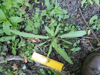 Rumex maritimus (2)