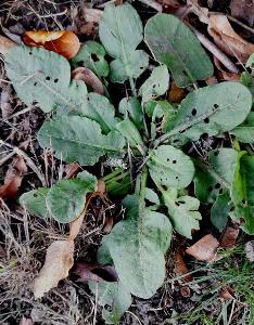 Rumex pulcher (1)