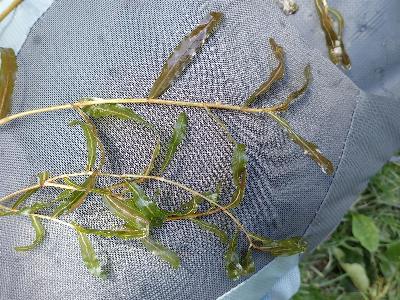 Potamogeton crispus