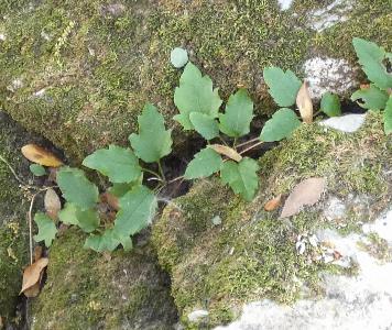 Clematis cirrhosa (3)