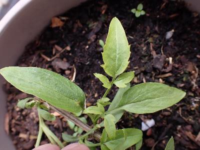 Clematis tangutica