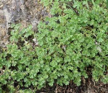Aphanes australis (1)