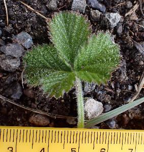 Rubus fruticosus agg
