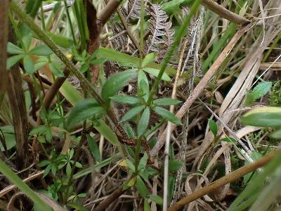 Galium palustre (2)