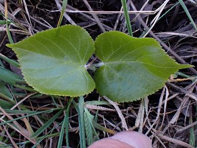 Populus trichocarpa