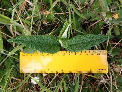 Buddleja globosa
